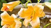 7 Best Types of Lilies to Grow in Your Garden