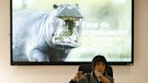 El Gobierno colombiano comenzará la próxima semana a esterilizar hipopótamos de Pablo Escobar