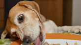 Dad Tries Making Lasagna With His Beagles and Total Chaos Ensues