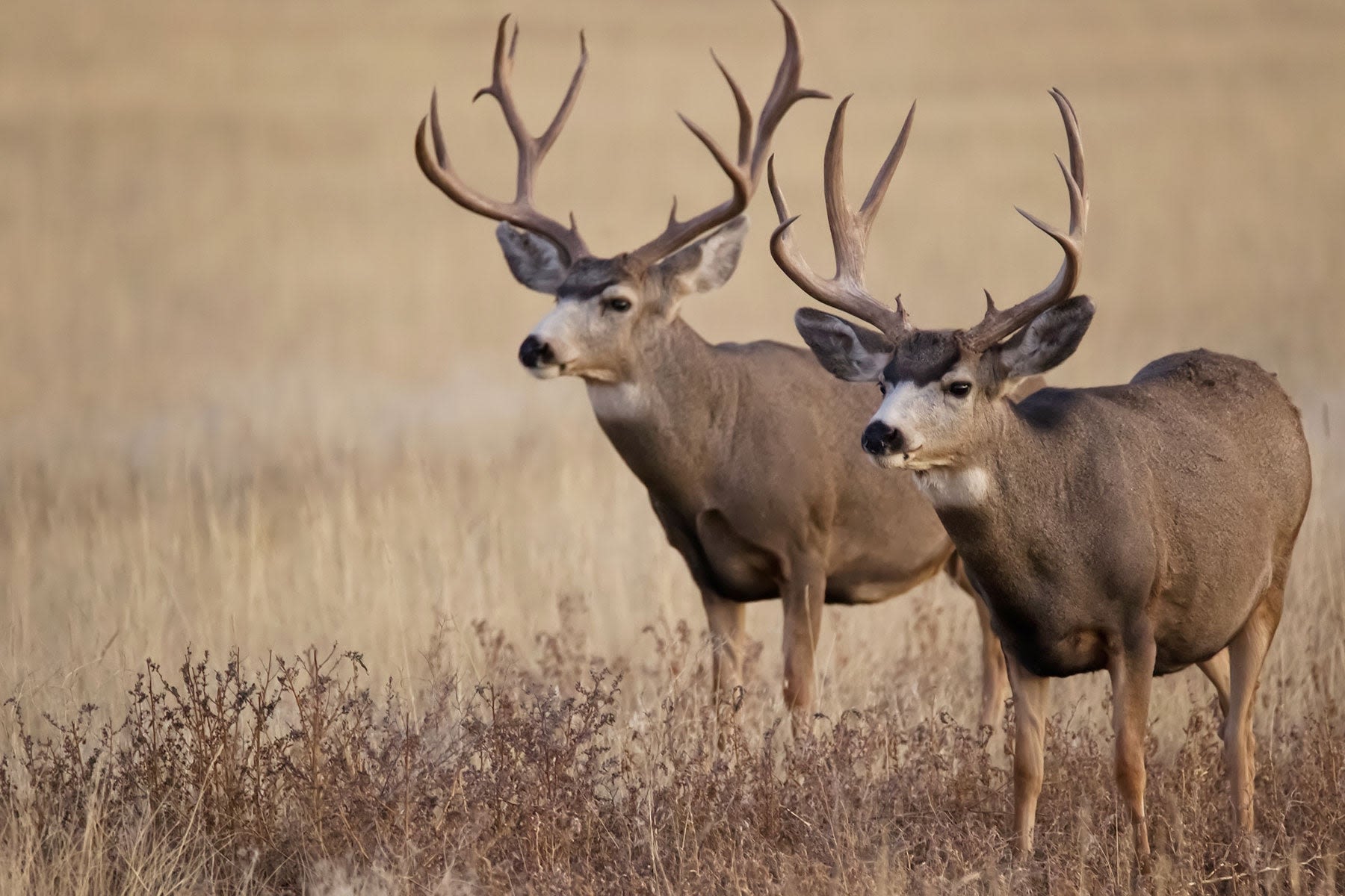 California Poaching Ring Charged with Killing Dozens of Deer at Night in Residential Areas