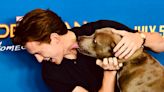 Tom Holland, Zendaya, & More Pay Tribute to the Actor's Late Dog Tessa