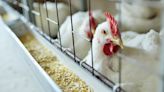 2nd person in US infected with bird flu: What to know about symptoms and transmission