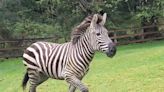 4th escaped zebra caught in Seattle area after week of searching