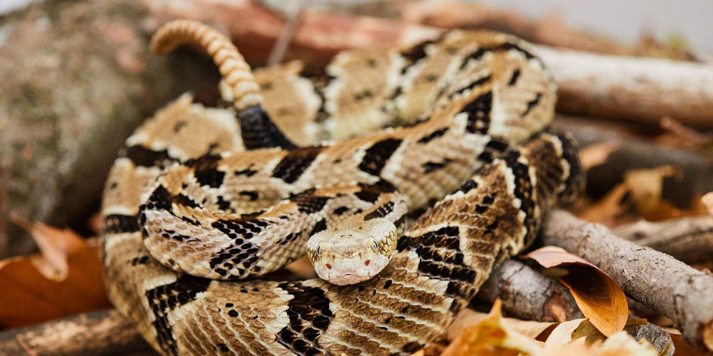 Watch out for these venomous snakes while hiking in Pennsylvania