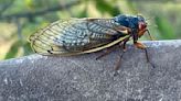 Entomologist encourages families get outside during cicada emergence