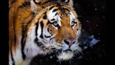 Man tracks Siberian tiger that killed his dog — then it kills him, Russian officials say