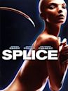 Splice