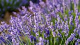 5 reasons to grow lavender in your garden, from its fragrance to health benefits