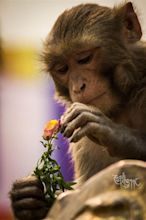 Monkey Love | Monkey love, Monkey, First love