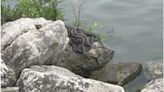 WATCH: Snake mating ball spotted on Lake Erie shore