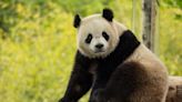 Panda diplomacy is back: China sending two bears to Washington