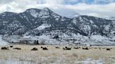 'Chaos and confusion' of Beattie Gulch bison hunt shown in federal reports