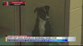 San Angelo Animal Shelter urgently seeks adopters to prevent euthanasia of dogs