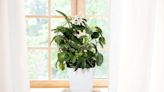 How to Grow a Jasmine Plant Indoors