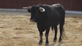 PACMA denuncia la "monstruosidad más absoluta" por matar de un tiro a un toro en Coria, Cáceres