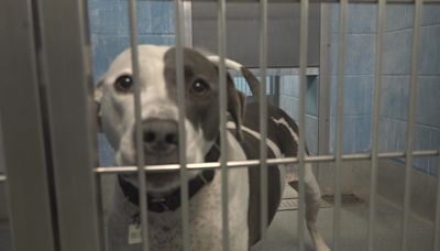 Free pet adoptions available at Prince George's County animal shelter