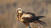 ¿Por qué el Aguilucho lagunero?