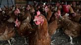 What is the Mexican H5N2 bird flu and how different is it from the one found in the US?