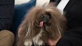 The ‘World’s Ugliest Dog’ contest winner stops by TODAY: 'Even ugly is beautiful'