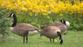 Some New Jersey residents outraged over town's plan to exterminate geese