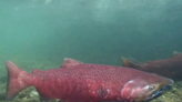 Biden administration advances bid to list Gulf of Alaska king salmon as endangered or threatened