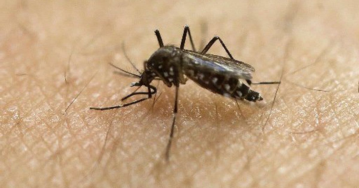 Clark County health department receives almost $22K for mosquito trapping, surveillance