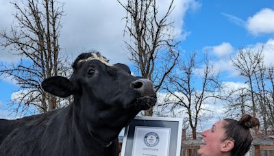 This Oregon steer dodged the slaughterhouse. Now Romeo’s a world record-holder