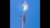 Watch a Massive Swordfish Stab an Angler's Squid in Rare Underwater Footage