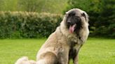 Estrela Mountain Dog: Breed Characteristics and Care