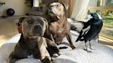 New twist in story of Peggy the Staffy and Molly the magpie