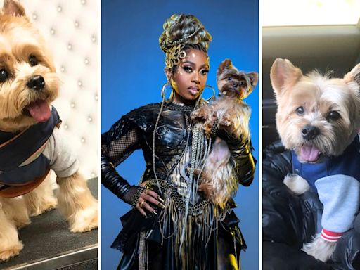 Missy Elliott admits she postponed tour to care for beloved dog