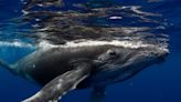 Scientists calculate how much plastic whales eat: ‘Like training for a marathon and eating only jelly beans’