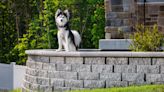 Dog-friendly backyard ideas – 10 ways to create a stylish and safe space for you and your pet