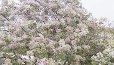 報春樹來了！ 台中南屯、雲林莿桐＂苦楝花＂秘境曝光