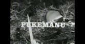 Pukemanu