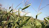 South Dakota names viral ‘corn kid’ its official ‘corn-bassador’