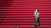 Messi the dog comes to Cannes for an encore - WTOP News