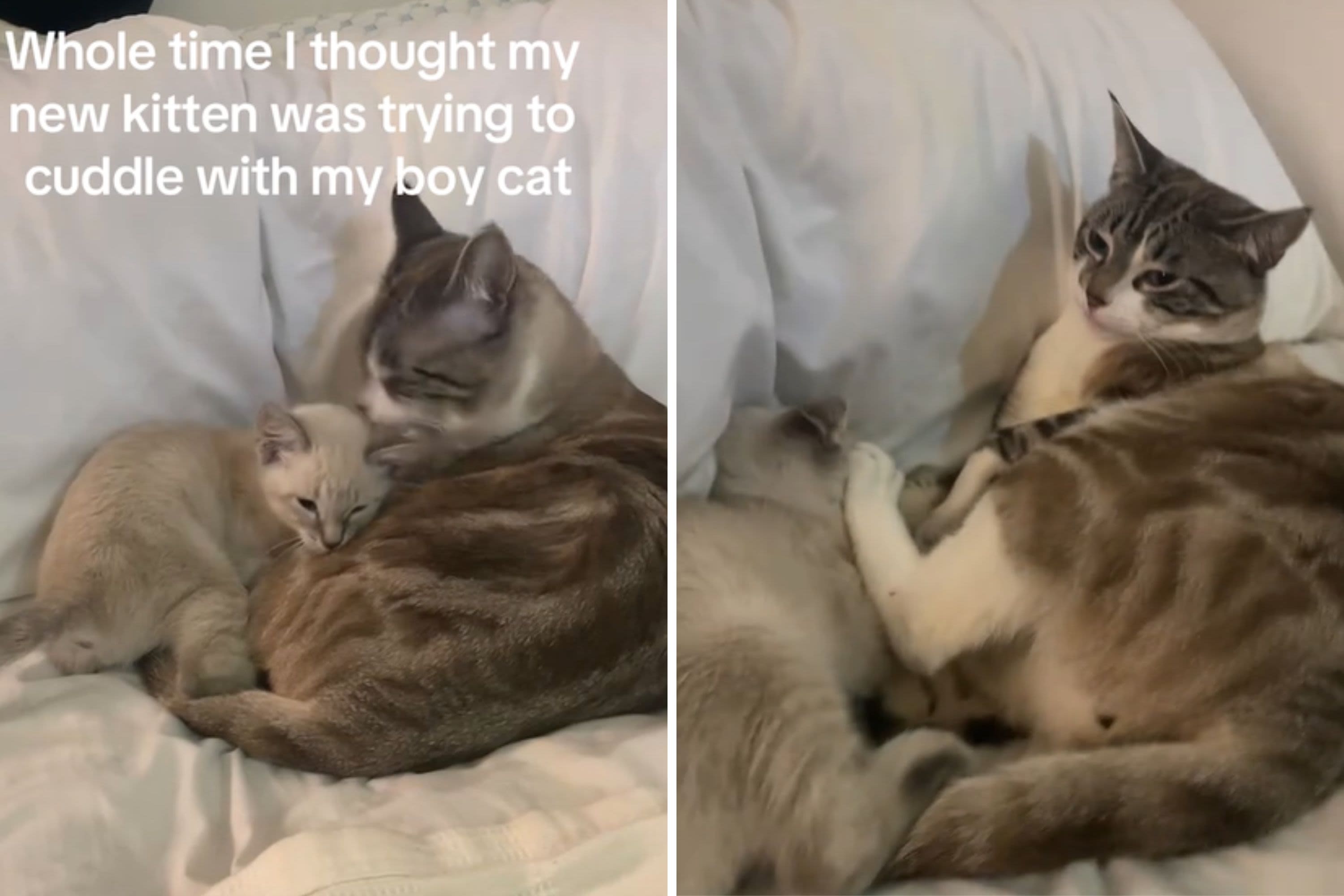 New kitten thinks owner's male cat is his mom but swiftly put in his place