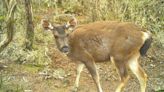 復育有成！這3動物脫離保育類 山羌、水鹿族群大幅度增加