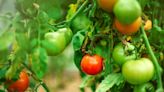 Are Coffee Grounds Good For Tomato Plants?