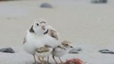 Piping plover population persists as climate change brings extreme flood-drought cycles