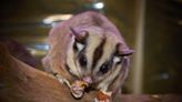 Flight delayed after sugar glider escapes aboard plane