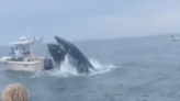 Watch: Whale crashes onto boat off New Hampshire coast