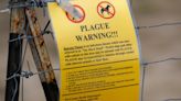 Man dies from Bubonic plague in New Mexico