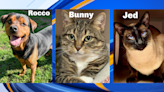 Delta Animal Shelter’s July Pets of the Month