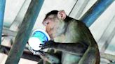 BBMP to Hire Primate Rescuers to Tackle Monkey Menace