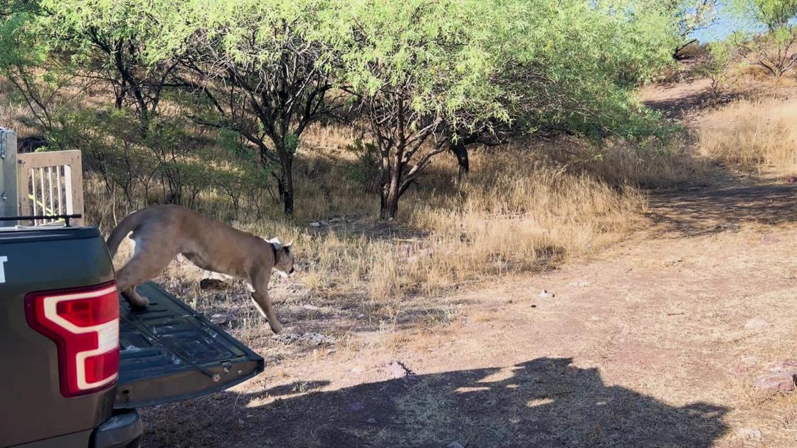 Wildlife officers from the Arizona Game and Fish Department on Saturday released to the wild a mountain lion that had wandered onto TMC