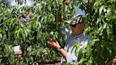 Get your Georgia peach fix: A ‘bumper’ crop is on the way