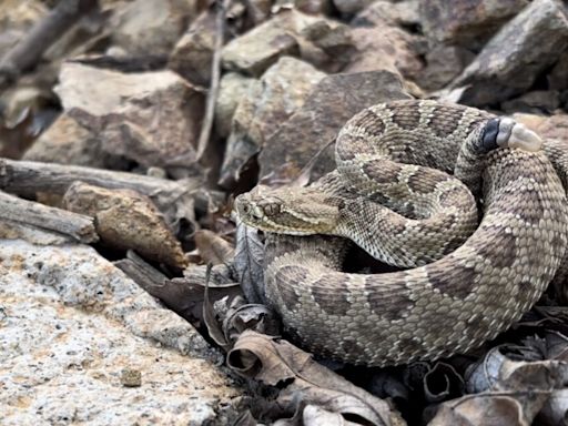 Watch a livestream of Colorado’s ‘mega den’ of pregnant rattlesnakes