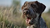 Razas de perros: características y necesidades del braco alemán de pelo duro